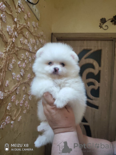 Photo №4. I will sell pomeranian in the city of Munich. private announcement - price - 380$