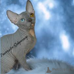 Photo №2 to announcement № 165823 for the sale of sphynx cat - buy in Belgium private announcement, breeder