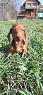 Photo №3. Our beautiful girl has had a gorgeous puppies. Germany