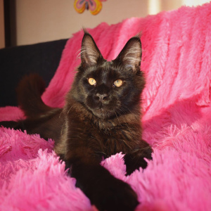 Additional photos: Maine Coon Black Solid Apollon