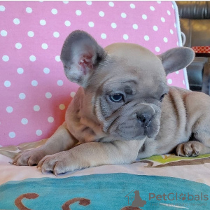 Photo №2 to announcement № 80364 for the sale of french bulldog - buy in Netherlands private announcement