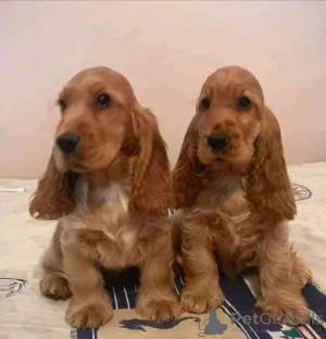 Photo №1. english cocker spaniel - for sale in the city of Brentford | 473$ | Announcement № 13496