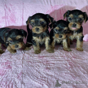 Photo №1. yorkshire terrier - for sale in the city of London | 317$ | Announcement № 78372