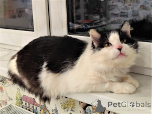 Photo №1.  - for sale in the city of Minsk | Is free | Announcement № 165784