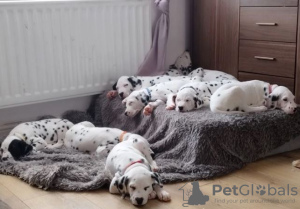 Photo №1. dalmatian dog - for sale in the city of Heidelberg | negotiated | Announcement № 32045