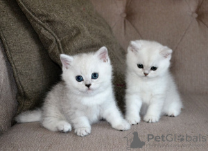 Photo №2 to announcement № 123358 for the sale of british shorthair - buy in Germany private announcement, breeder