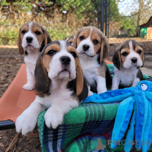 Photo №1. beagle - for sale in the city of Amberg | 530$ | Announcement № 166492