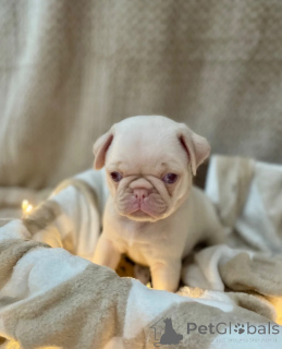 Photo №1. pug - for sale in the city of Floriana | negotiated | Announcement № 173476