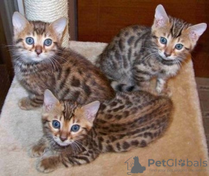 Photo №1. savannah cat - for sale in the city of Saint Pölten | Is free | Announcement № 96748