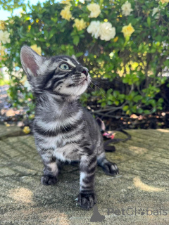Photo №2 to announcement № 152640 for the sale of bengal cat - buy in Switzerland private announcement
