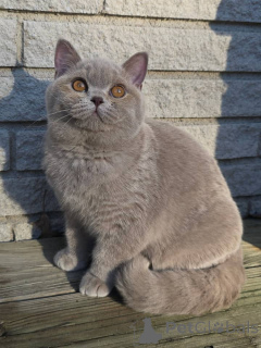 Photo №2 to announcement № 167778 for the sale of british shorthair - buy in Germany private announcement