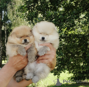Photo №1. pomeranian - for sale in the city of Brest | negotiated | Announcement № 7218