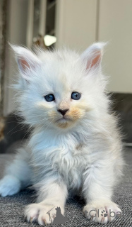 Photo №2 to announcement № 158796 for the sale of maine coon - buy in Germany breeder