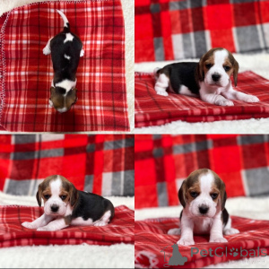 Photo №1. beagle - for sale in the city of Irjala | negotiated | Announcement № 162108