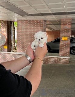 Photo №3. Female Teacup Maltese Puppies available/ Whats App 447577470567. United Kingdom