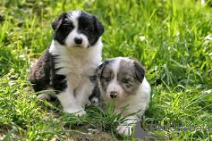 Photo №2 to announcement № 161576 for the sale of border collie - buy in Luxembourg private announcement, breeder