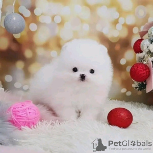 Photo №2 to announcement № 116777 for the sale of pomeranian - buy in Finland 