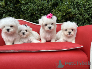 Photo №3. Maltese puppies for adoption.. Finland