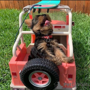 Additional photos: Adorable Yorkie puppies for sale