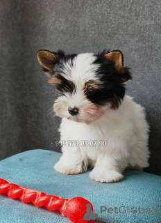 Photo №1. beaver yorkshire terrier - for sale in the city of Tbilisi | negotiated | Announcement № 167461