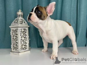 Photo №1. french bulldog - for sale in the city of Minsk | 552$ | Announcement № 8956
