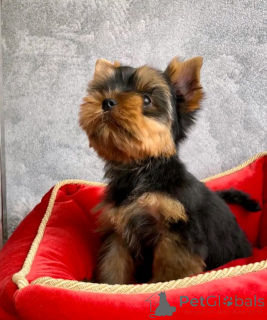Photo №3. Teacup Yorkie puppy for adoption. United States