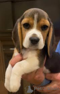Photo №2 to announcement № 165557 for the sale of beagle - buy in United Kingdom private announcement, breeder