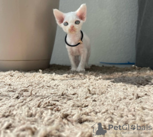 Photo №1. devon rex - for sale in the city of Bremen | 471$ | Announcement № 128267