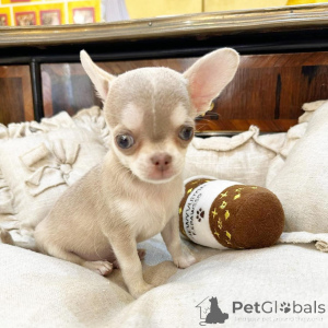 Photo №3. Prachtige Chihuahua-puppy's zoeken een liefdevol nieuw thuis. Netherlands
