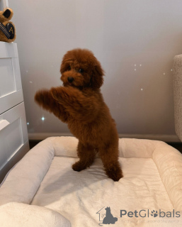 Photo №3. Healthy & Happy Toy Poodle Puppies Looking for Forever Families. Germany