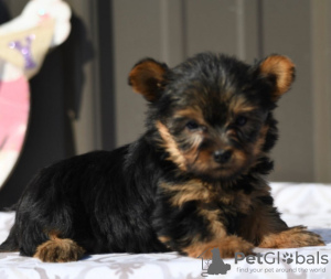 Photo №2 to announcement № 50502 for the sale of yorkshire terrier - buy in United States private announcement