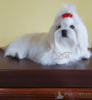 Photo №2 to announcement № 62410 for the sale of maltese dog - buy in Ukraine from nursery