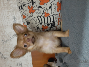 Additional photos: Chihuahua puppy