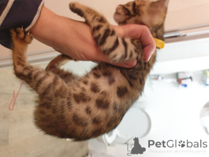 Photo №4. I will sell bengal cat in the city of Bachka-Palanka. private announcement - price - negotiated