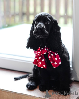 Photo №3. Meet Oliver cheerful, loyal, and full of love! Always ready for cuddles and. Germany