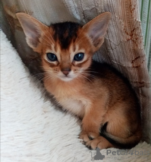 Photo №1. abyssinian cat - for sale in the city of Жлобин | 508$ | Announcement № 10323