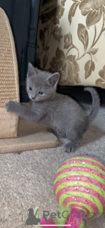 Photo №1. russian blue - for sale in the city of Villingen-Schwenningen | Is free | Announcement № 135472