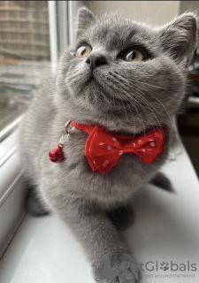 Photo №2 to announcement № 103833 for the sale of british shorthair - buy in Germany 