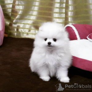 Photo №2 to announcement № 118347 for the sale of pomeranian - buy in Germany private announcement