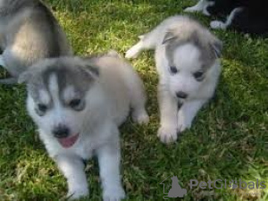 Photo №1. siberian husky - for sale in the city of London | negotiated | Announcement № 75876