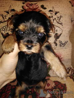 Additional photos: Yorkie/Kawaiiork puppies