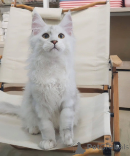 Photo №1. maine coon - for sale in the city of Munich | negotiated | Announcement № 155914