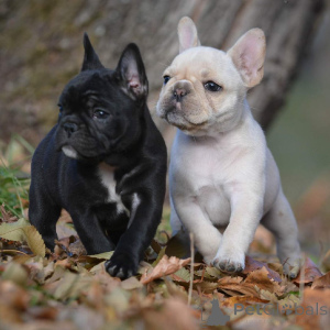 Photo №3. french bulldog. Germany