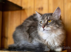 Photo №4. I will sell  in the city of Moscow river. private announcement - price - Is free