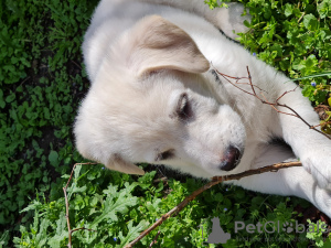 Photo №3. White Labrador Retriever Puppy For Sale. Georgia