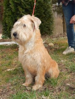 Photo №2 to announcement № 6090 for the sale of soft-coated wheaten terrier - buy in Russian Federation from nursery, breeder