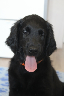Photo №4. I will sell flat-coated retriever in the city of Москва. private announcement, from nursery - price - 335$