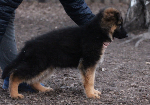 Photo №1. german shepherd - for sale in the city of Krasnoyarsk | 424$ | Announcement № 6337