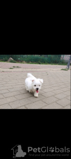 Photo №1. maltese dog - for sale in the city of Афины | 528$ | Announcement № 65252