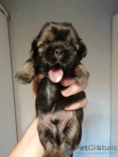 Photo №2 to announcement № 81128 for the sale of lhasa apso, shih tzu - buy in Estonia private announcement, from nursery, breeder